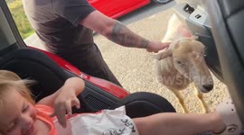 Girl can't stop giggling as sheep climbs into car to grab food