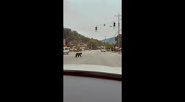 Black bear spotted crossing road in downtown Gatlinburg, Tennessee