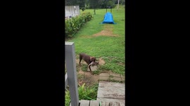 Pet owner shocked as dog returns home with armadillo in mouth