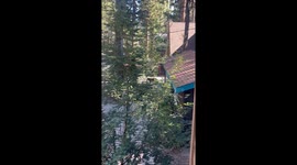 Bear rummages through trash in South Lake Tahoe, California