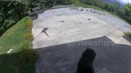 Bear and cubs roam Sevierville home