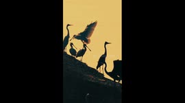 Waterbirds soaked in golden sunset in E China's wetland