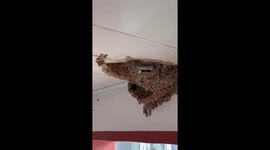 Swift rescue of a fallen swallow nest reunions swallow family in China
