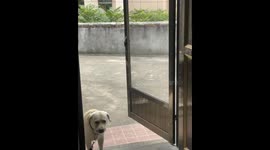 Labrador startled by gusty door in China