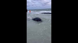RARE Manatee sighting on the shore of Treasure Island Beach 'INSANE EXPERIENCE!'