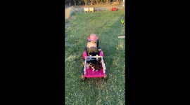 Adorable baby's hat flies off while steering mini-tractor as kittens relax in the back