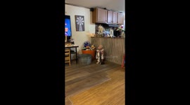 Baby girl is annoyed because her pet cat is too heavy to be lifted