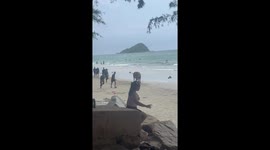 Escaped buffalo charges along beach chasing tourists