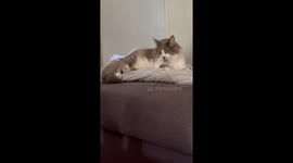 Rapid Kitty Tongue Bleps