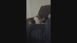 Suckling Cat In Biscuit Trance
