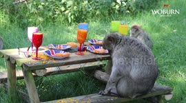 UK: Giraffes and Monkeys at Woburn Safari Park Enjoy 'Summer Party' Thrown by Keepers