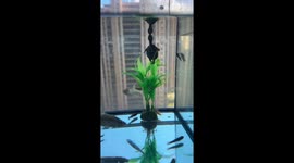 Turtle stands on plastic plant to breathe in a shared tank