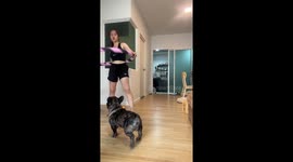 Two French bulldogs try to join owner playing with hula hoop