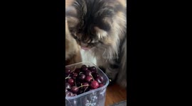 Maine Coon Cat Plays With Cherries