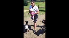 Little girl meets a sweet tumble while meeting goats at her dad's farm