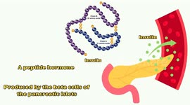 Insulin Resistance Explained! What Is Insulin Resistance & How It Leads To Type II Diabetes?