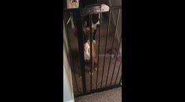 Dog Opens Locked Pet Gate