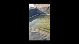 Ladder used to rescue dog trapped in deep water basin