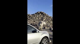 Hikers return to find mountain goats on their car hood