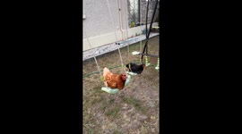 Chickens Swing on Swing Set