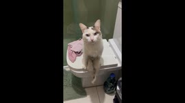 Paraplegic Cat Sits Like a Person