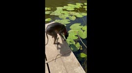 Dog finds out the hard way that she can't walk on leaves floating on water