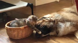 Playful Kitten Pesters Patient Pup