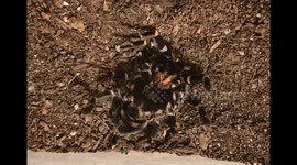 Mexican Flame Knee Tarantula Molting
