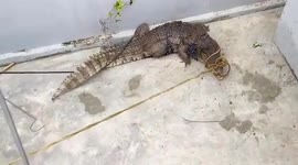 Huge wild crocodile caught in family's back yard and released in river