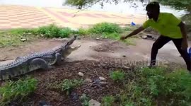 India: A large wild crocodile caught in family's back yard, Social worker released in river