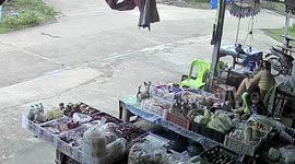 Rat snake slithers across ground in front of shop