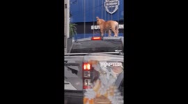 Pet French bulldog climbs onto car roof during traffic jam