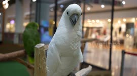 Exotic birds displayed at pet show for shoppers passing through mall