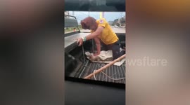 Rescue officer does CPR to injured monkey hit by car