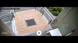 Large dog attacks Yorkie in Moscow