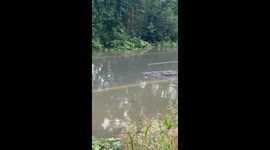 Crocodile found walking on flooded road in Vadodara, Gujarat