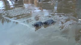 Thousands of baby turtles were released into their habitat in the Air Manis Beach area, Padang City