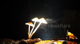 Glowing mushrooms release spores that dance like smoke