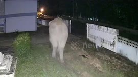 Wild elephant breaks into school and smashes gate to leave
