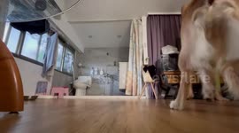 Pet dog chases laser like crazy cat