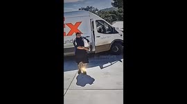 FedEx delivery drive dives through van window to escape pursuing dog
