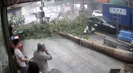 Woman with umbrella miraculously escapes injury as tree falls during storm in southern China