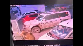 Chinese man calmly moves away after being woken by brown bear searching for food in hotel