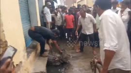 Video: Crocodile spotted in UP village, sends locals into a tizzy