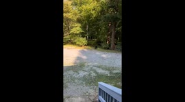 Curious mother bear and her cubs delight US family as they approach front door