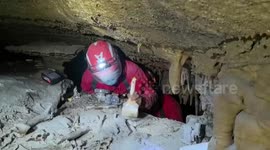 Well-preserved giant panda fossil discovered in China's Shaanxi