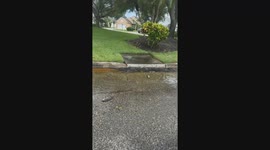 Hurricane Debby Leaves Fish Stranded