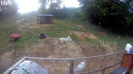 Nigerian Dwarf Goat Bucket Commotion
