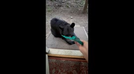 Giving A Black Bear Head Scratches
