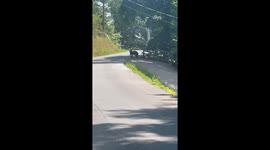 Woman Encounters Black Bear on the Road